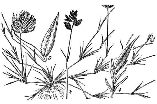 Plancia ëd Eragrostis reptans (Michx.) Nees