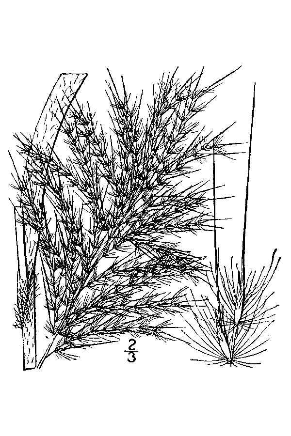 Saccharum giganteum (Walter) Pers. resmi