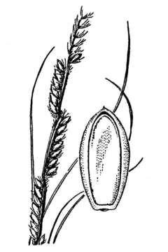 Sivun Eriochloa sericea (Scheele) Munro ex Vasey kuva