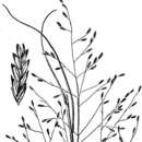 Image of Silveus' lovegrass