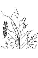 Image of Silveus' lovegrass