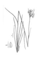 Eriophorum viridicarinatum (Engelm.) Fernald的圖片