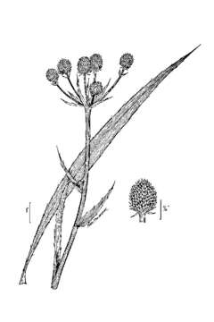 Imagem de Eryngium yuccifolium Michx.