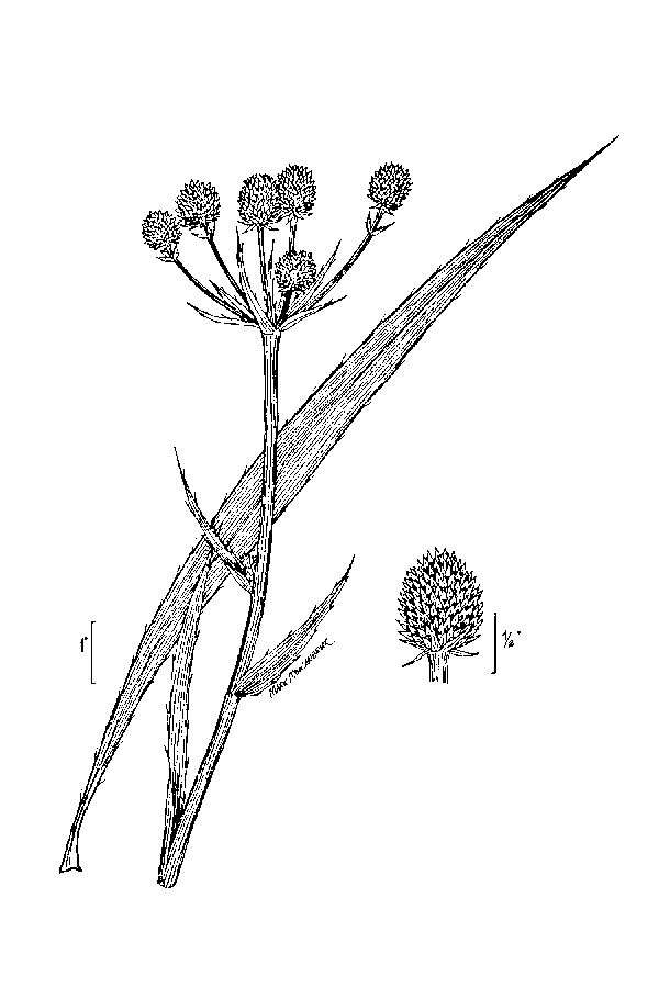 Image de Panicaut à feuilles de yucca