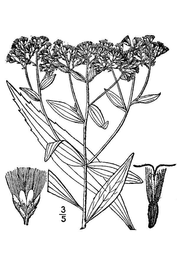 Image of tall thoroughwort