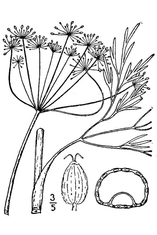 Imagem de Perideridia americana (Nutt. ex DC.) Rchb.