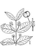 Euonymus americanus L. resmi