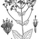 Слика од Ageratina aromatica var. aromatica