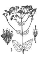 Imagem de Ageratina aromatica var. aromatica
