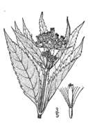 Image of spotted joe pye weed