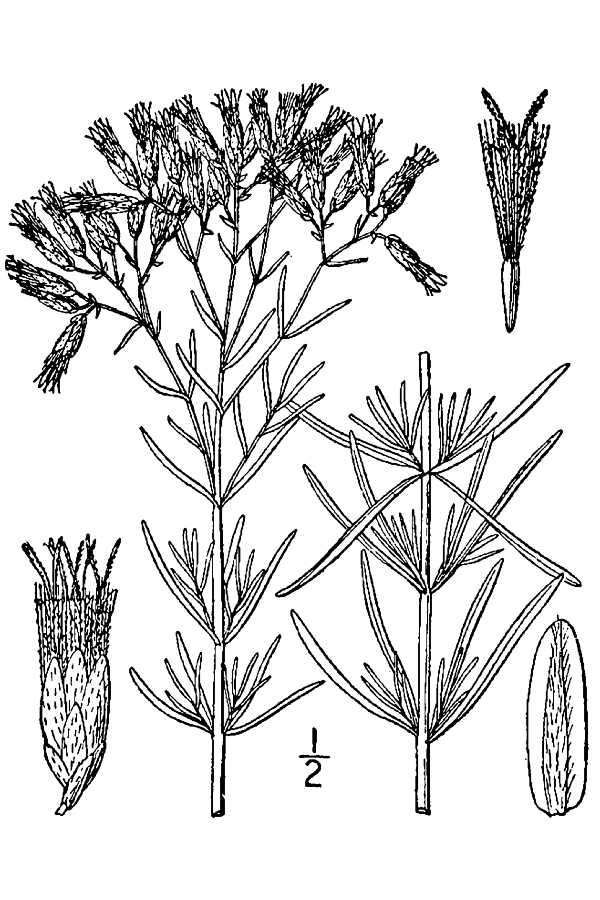 Image of hyssopleaf thoroughwort