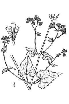 Image of pink thoroughwort