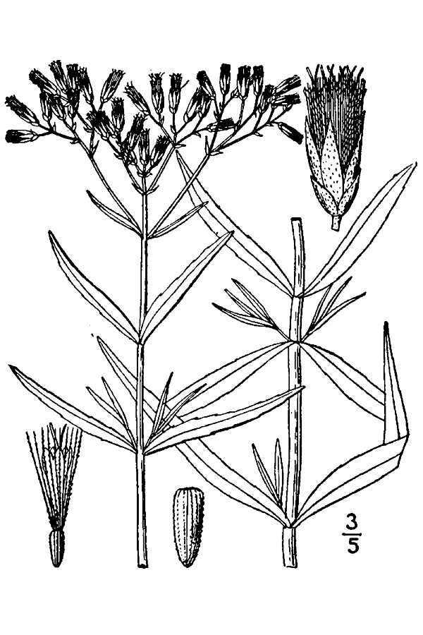 Eupatorium leucolepis (DC.) Torr. & A. Gray resmi