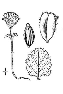 Sivun Euphrasia oakesii Wettst. kuva