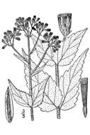 Eupatorium rotundifolium var. ovatum (Bigelow) Torrey ex DC. resmi