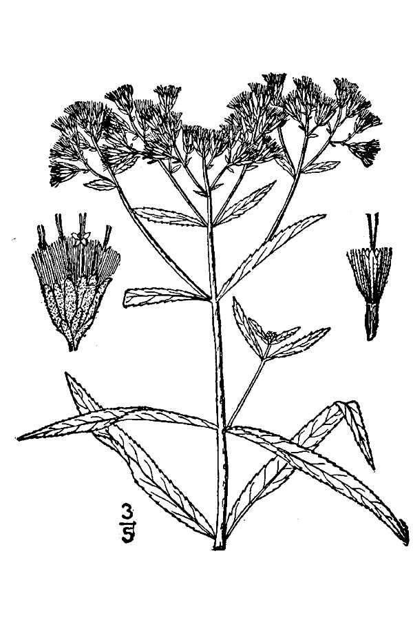 Eupatorium resinosum Torrey ex DC.的圖片