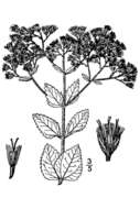 Eupatorium rotundifolium L. resmi