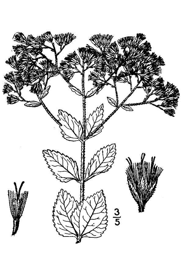 Eupatorium rotundifolium L. resmi