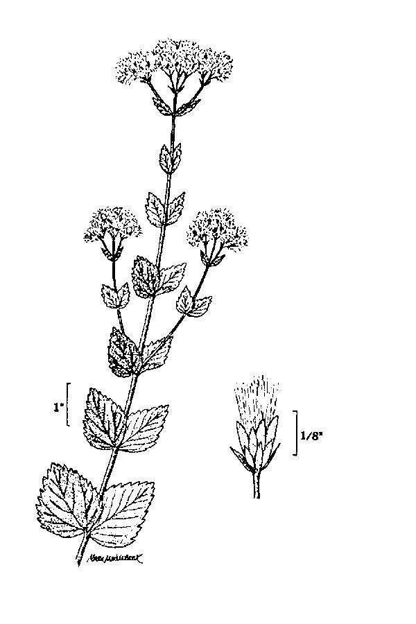 Eupatorium rotundifolium L. resmi