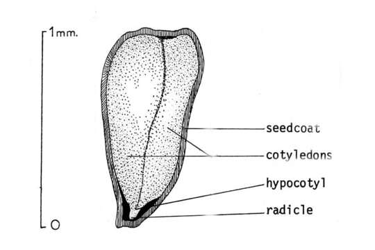 Слика од Eucalyptus rudis Endl.