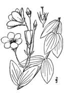 Image of showy prairie gentian