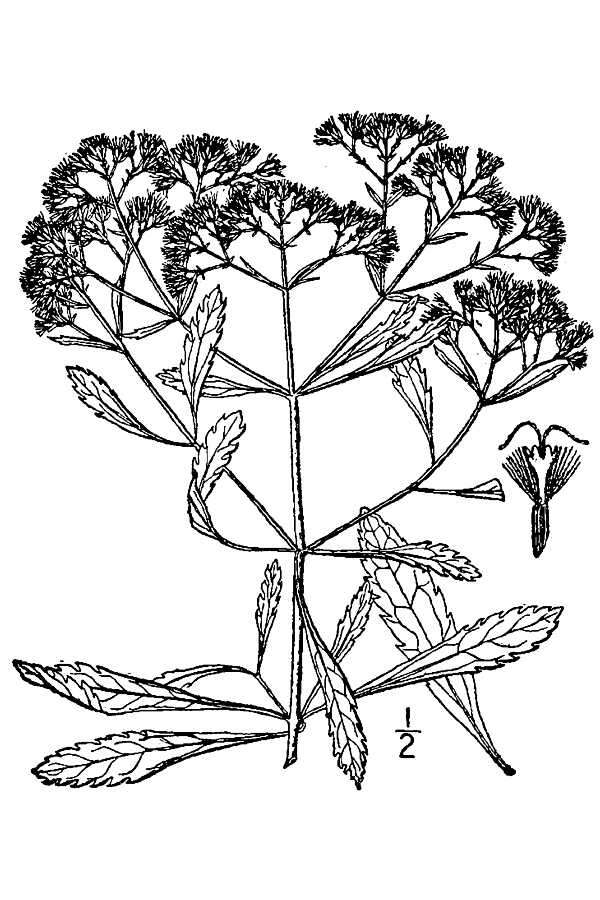 Image of Small-Flower Thoroughwort