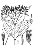 Image of lateflowering thoroughwort