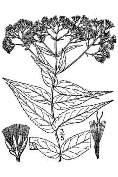 Plancia ëd Eupatorium sessilifolium L.