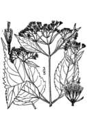 Image of white snakeroot