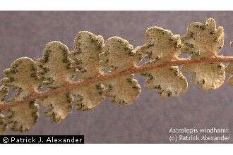 Image of Windham's scaly cloakfern