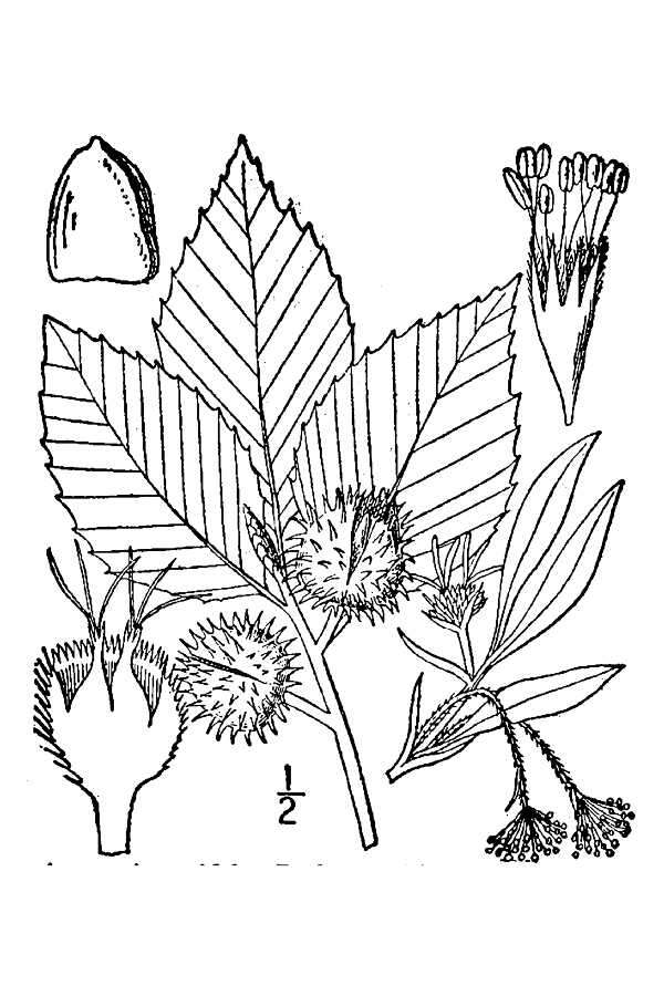 Image of American beech