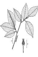 Image of American beech