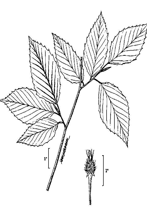 Image of American beech