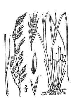 Image of Altai fescue