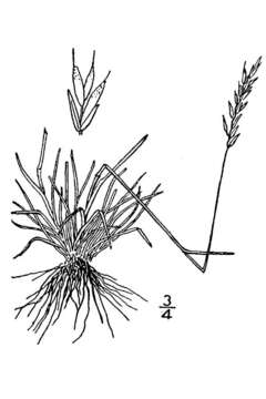 Image of alpine fescue