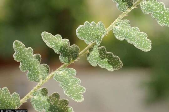 Image of Windham's scaly cloakfern