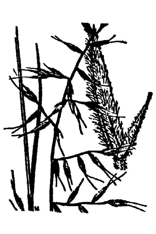 Image de Vulpia microstachys var. ciliata (Beal) Lonard & Gould