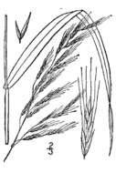 Image of tall bearded fescue