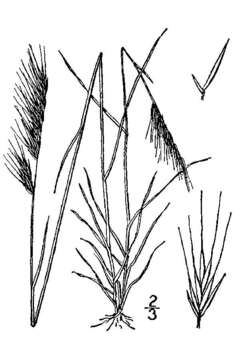 Image of rat's-tail fescue