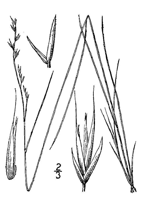 Image of western fescue