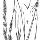 Plancia ëd Vulpia elliotea (Raf.) Fernald