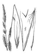 Image of squirreltail fescue