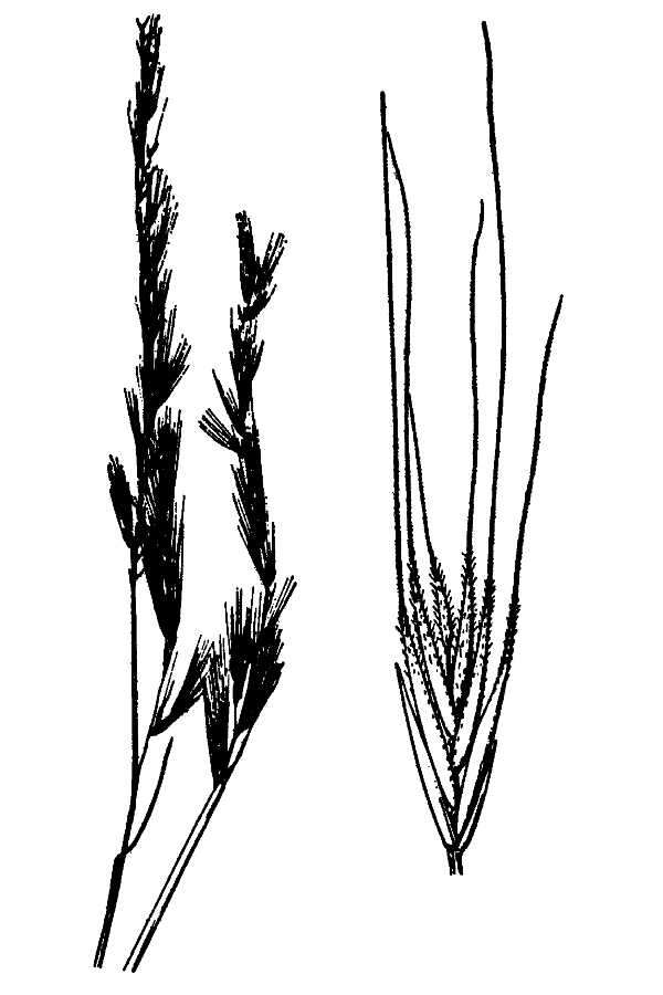Image of squirreltail fescue