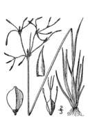 Слика од Fimbristylis autumnalis (L.) Roem. & Schult.