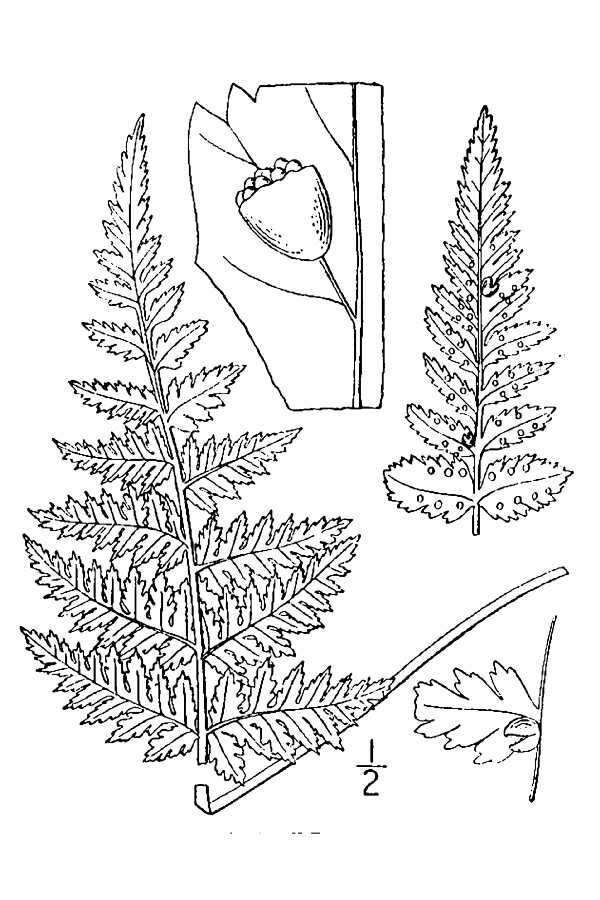 Image of bulblet bladderfern