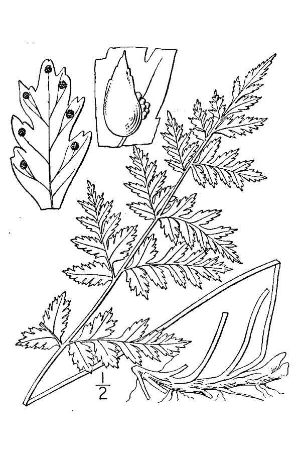 Image of brittle bladderfern