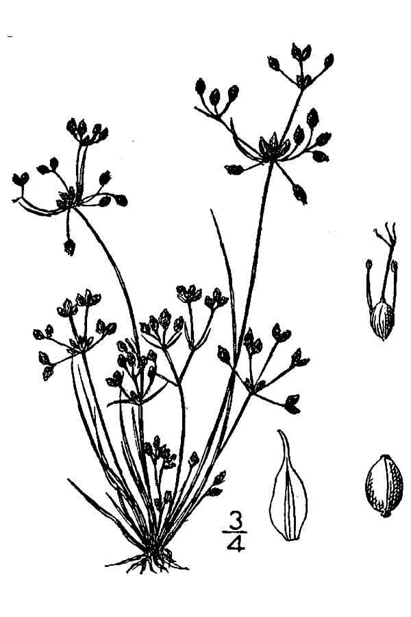 Слика од Fimbristylis autumnalis (L.) Roem. & Schult.