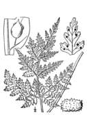 Image of mountain bladderfern