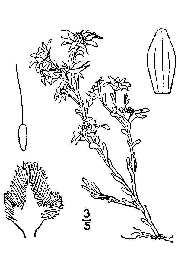 Image of bighead pygmycudweed