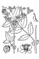 Plancia ëd Filipendula ulmaria (L.) Maxim.